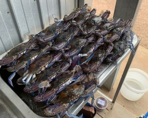 crabs1